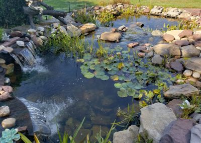 Koi Pond Maintenance Provider