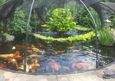 Koi Fish Pond Services