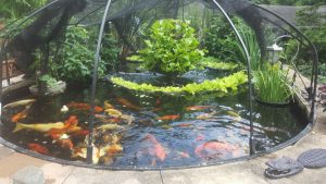 garden pond cleaning